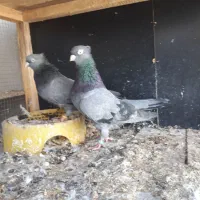 جفت سبزآبادانی