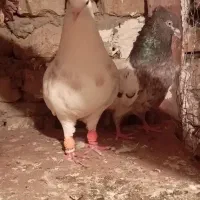 کبوتر