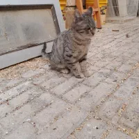 گربه. بچه گربه. پیشی|گربه|مشهد, نیروی هوایی|دیوار