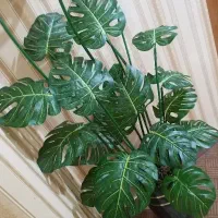 درختچه برگ انجیری