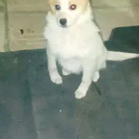 ازنژاادخاص|سگ|مشگین شهر, |دیوار