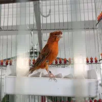 قناری سوخته نر قرص بخون