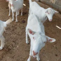 بز سانن اصل|حیوانات مزرعه|تهران, سعیدآباد|دیوار