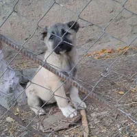 واگذاری توله سرابی