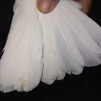 کبوتر|پرنده|تربتحیدریه, کاشانی|دیوار