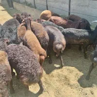 بره|حیوانات مزرعه|بوکان, |دیوار