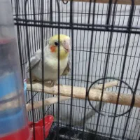 عروس|پرنده|گرگان, |دیوار