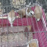 فنچ بنگالی(پرستار)