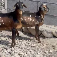 بره وارداتی و بز