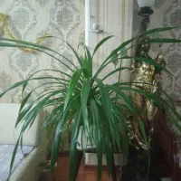 فروش گل شمشیری
