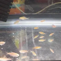 انواع تترا، میگو|ماهی|دوگنبدان, |دیوار