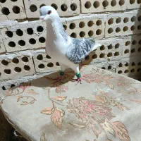 مگسی نر پرشی