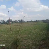 شالیزار سنتی چسبیده به خونه مسکونی