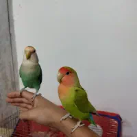 نر و ماده برزیلی فول دستی