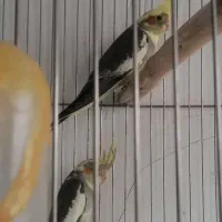 عروس هلندی|پرنده|مهریز, |دیوار