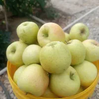 20اصله درخت بصورت یکجا اجاره داده میشود