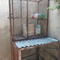 قفس گنجه