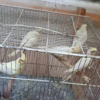 عروس هلندی|پرنده|اسلام‌شهر, شهرک مفیدی|دیوار