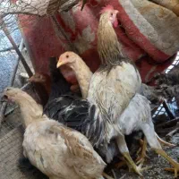 مرغ محلی|حیوانات مزرعه|کازرون, |دیوار