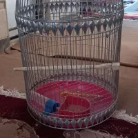 باسلام  یک عدد قفس سالم