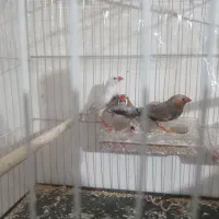 لوازم|ماهی|مشهد, امیریه|دیوار