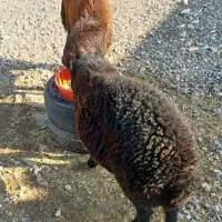 دوعددبره نرچاق|حیوانات مزرعه|آذرشهر, |دیوار