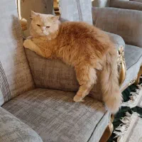 واگذاری پرشین بریتیش نر عقیم نشده