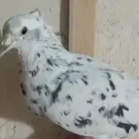 یک جفت دم سفید 14 دم