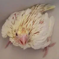 عروس هلندی بالغ .سرلاکی