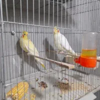 عروس هلندی مولدبا قفس و تمام وسایل سالم سالم|پرنده|قائم‌شهر, |دیوار