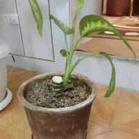 گل دیفن باخیا|گل و گیاه طبیعی|شهرضا, |دیوار