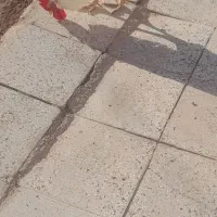 خروس|حیوانات مزرعه|طاغنکوه, |دیوار