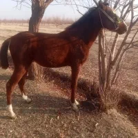 فروش کره اسب نریان