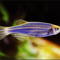 ماهی و لوازم اکواریم|ماهی|قرچک, زیبا شهر|دیوار