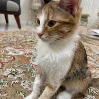 واگذاری ۲ خواهر ماده ۶ ماهه خونگی|گربه|مشهد, جانباز|دیوار