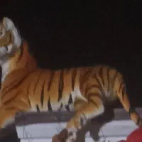 ببر عروسگی