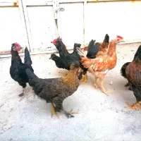 جوجه مرغ سلطان