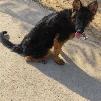 ماده ژرمن|سگ|شیراز, کرونی(خاتونک)|دیوار