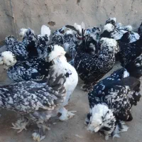 جوجه مرغ زینتی در چند نمونه|حیوانات مزرعه|خمینیشهر, |دیوار