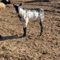 (صلاله) بز نر|حیوانات مزرعه|دینور, |دیوار