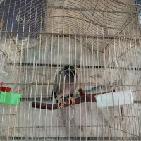 مرغ مینا|پرنده|تهران, مهرآباد|دیوار