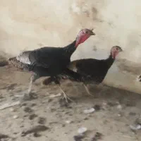 فروش فروش بوقلمون