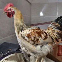 خروس بومی|حیوانات مزرعه|اردکان, |دیوار