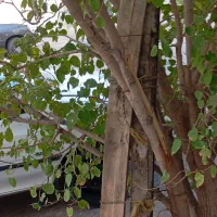 جوب برای سقف از 3متری به پایین