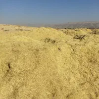 فروش علوفه کاه پیچ ، برنج|حیوانات مزرعه|کامفیروز, |دیوار