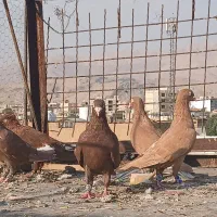 کفتر رنگی سرخ|پرنده|شیراز, شیخ علی چوپان|دیوار