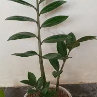 کلکسیونی و زیبا|کلکسیون اشیاء عتیقه|آبدانان, |دیوار