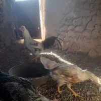 خروس محلی زیبا  رنگ‌مشکی و کمی پرگوش