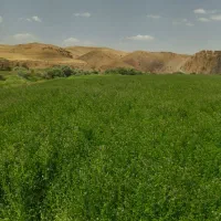 یونجه خرمنکوب شده|حیوانات مزرعه|دیواندره, |دیوار