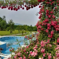 پرستار گیاهان آپارتمانی